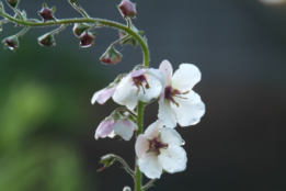 Verbascum blattaria 'Albiflorum'Mottenkruid  bestellen